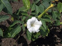 Durman metelový (Datura metel L.)   