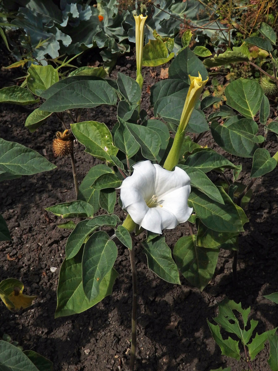 Durman metelový (Datura metel L.)