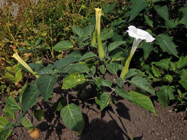 Durman metelový (Datura metel L.)