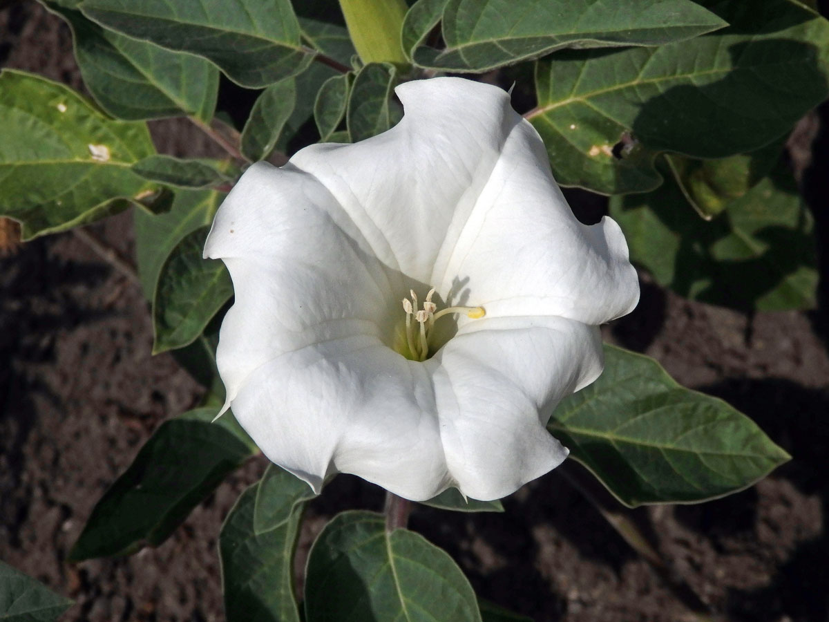 Durman metelový (Datura metel L.)