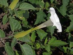 Durman metelový (Datura metel L.)