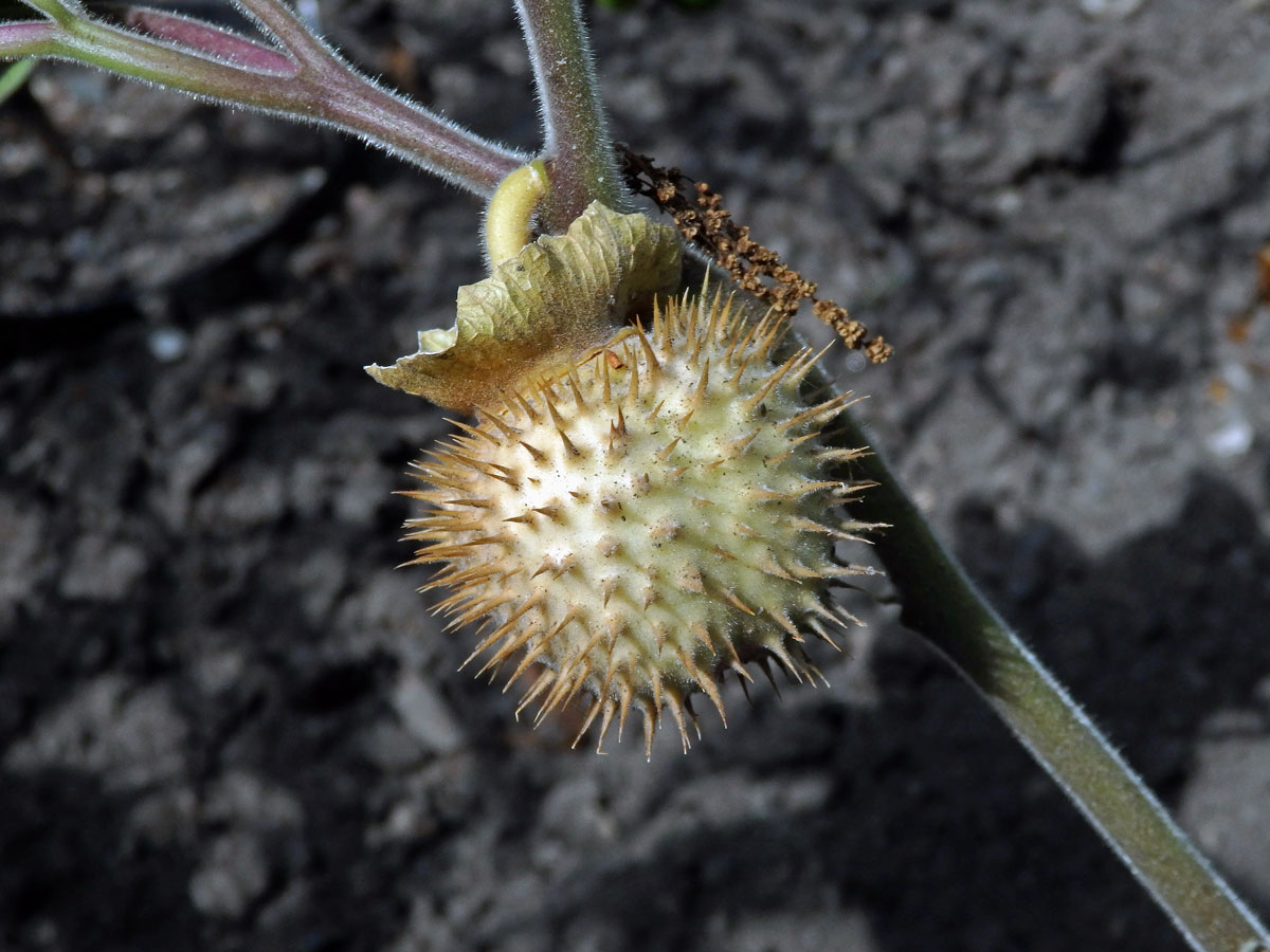 Durman metelový (Datura metel L.)