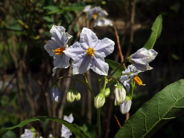 Lilek (Solanum wendlandii Hook. f.)