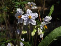 Lilek (Solanum wendlandii Hook. f.)   