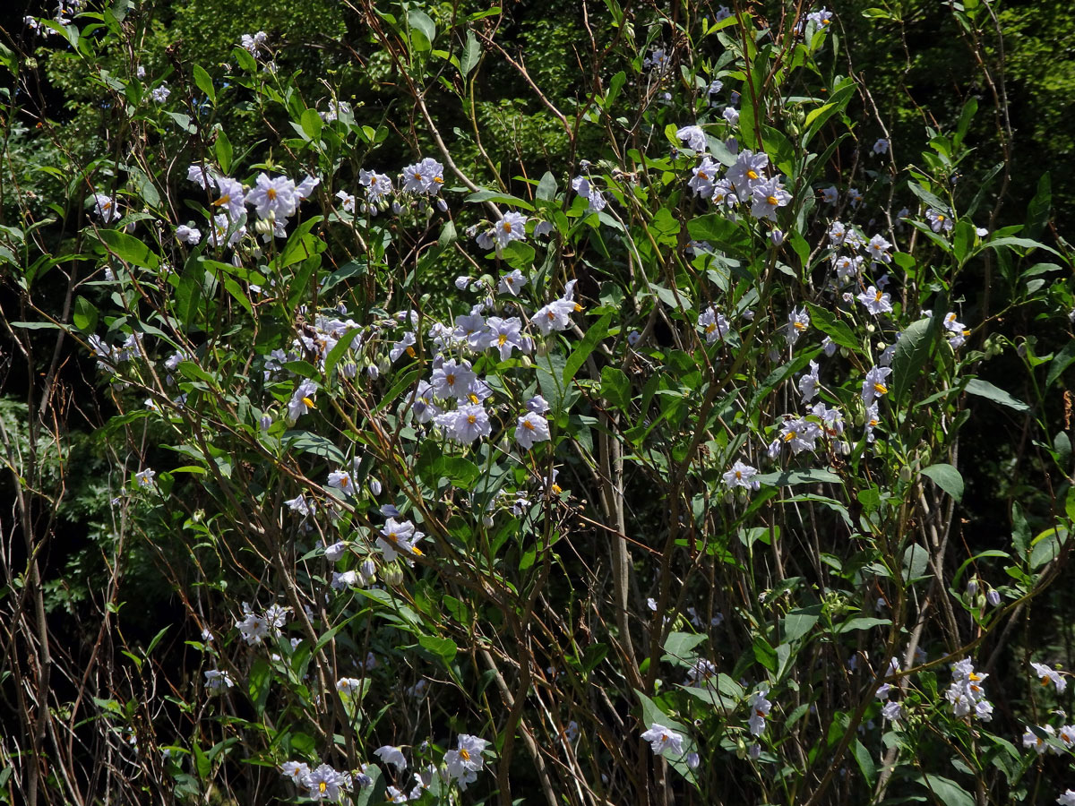 Lilek (Solanum wendlandii Hook. f.)