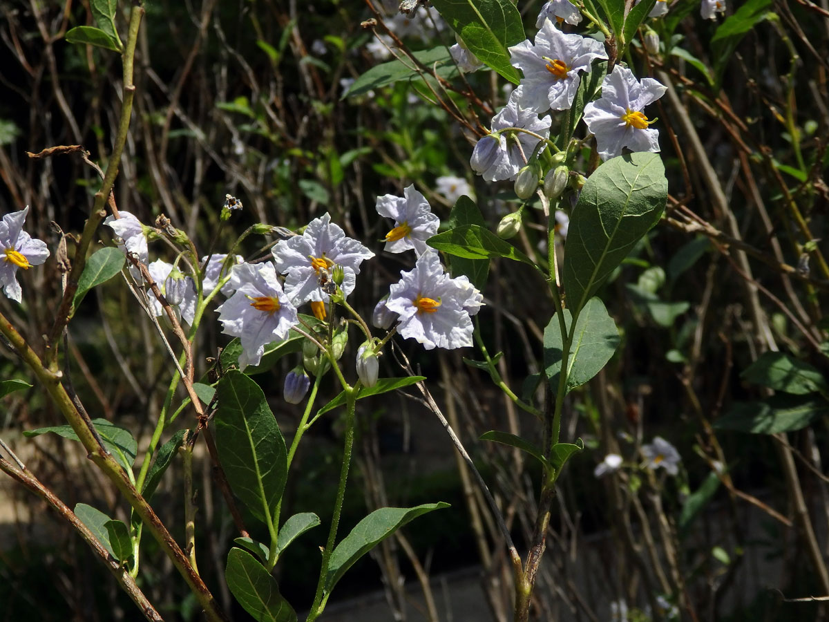 Lilek (Solanum wendlandii Hook. f.)