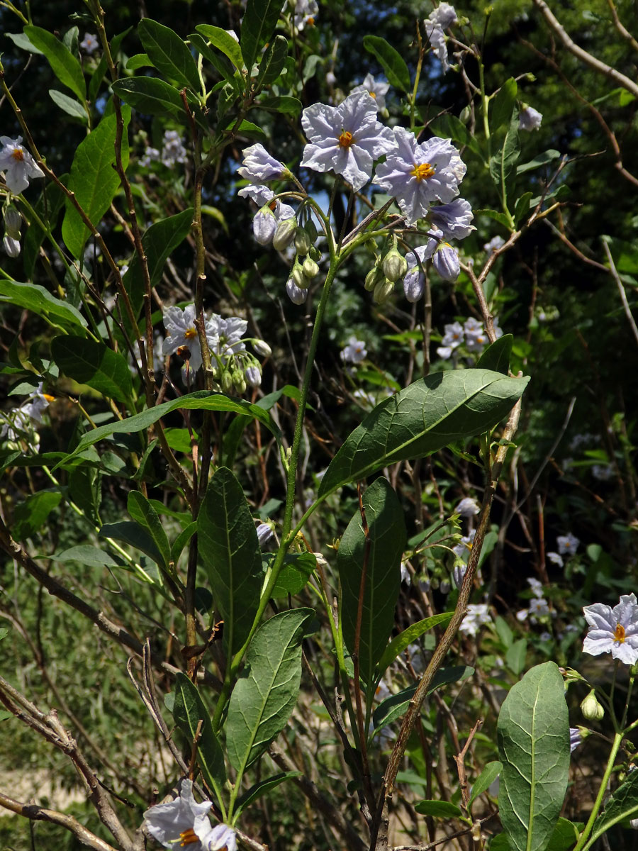 Lilek (Solanum wendlandii Hook. f.)