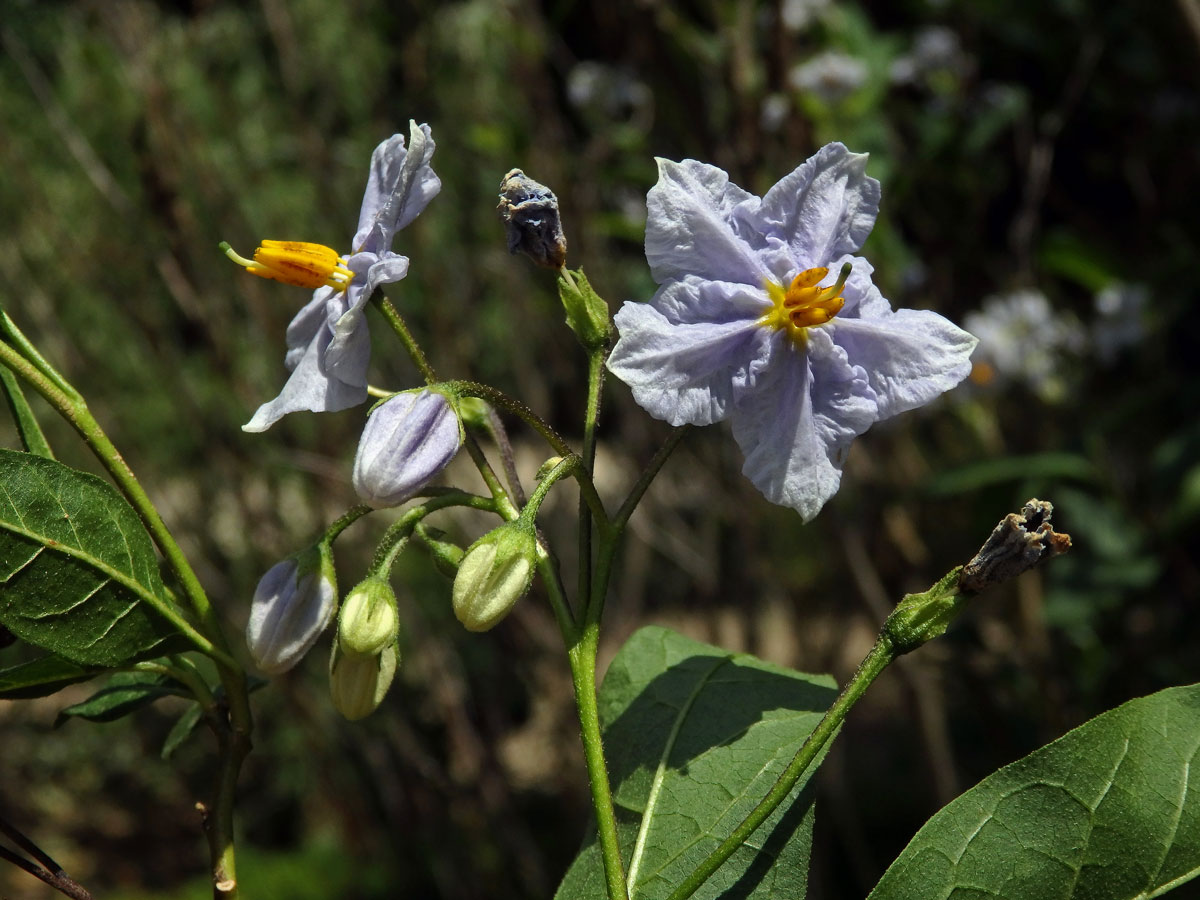 Lilek (Solanum wendlandii Hook. f.)