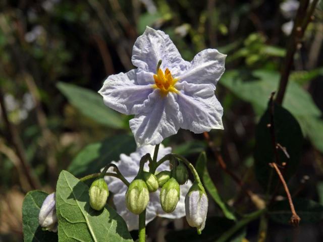 Lilek (Solanum wendlandii Hook. f.)