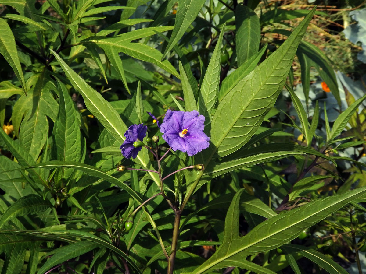 Lilek dřípený (Solanum lacinatum Aiton)