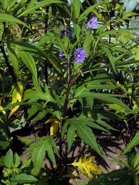 Lilek dřípený (Solanum lacinatum Aiton)