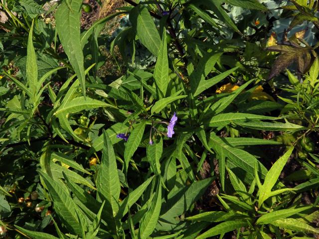 Lilek dřípený (Solanum lacinatum Aiton)