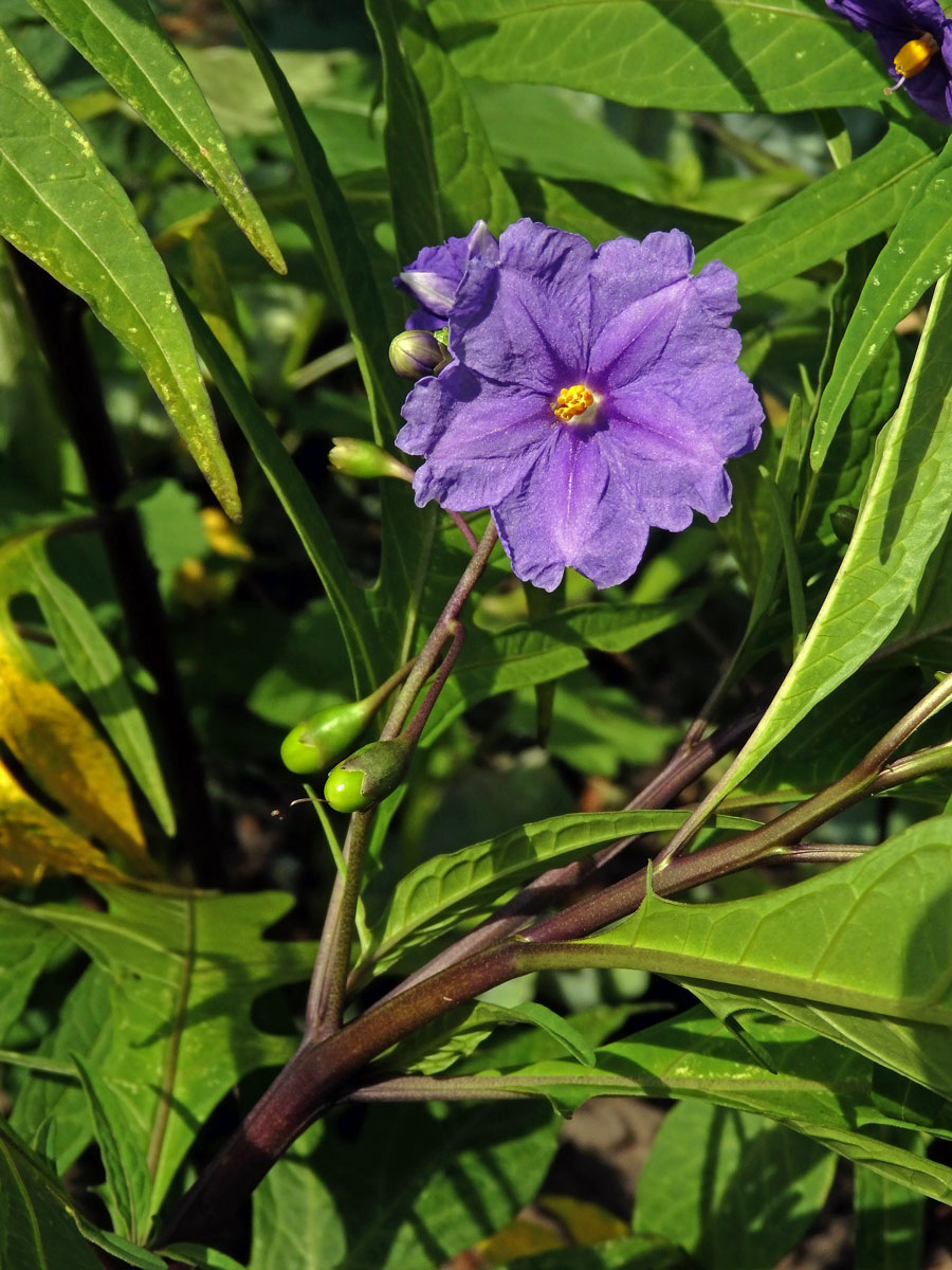 Lilek dřípený (Solanum lacinatum Aiton)