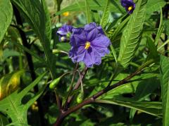Lilek dřípený (Solanum lacinatum Aiton)