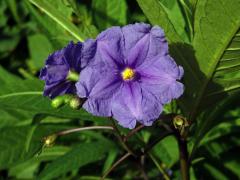 Lilek dřípený (Solanum lacinatum Aiton)