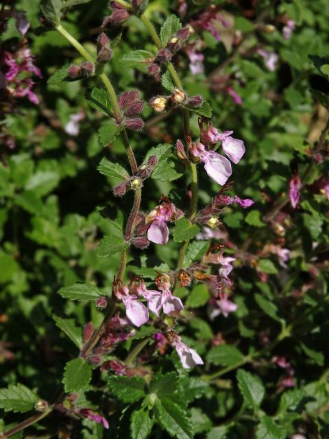 Ožanka hyrkanská (Teucrium hyrcanicum L.)