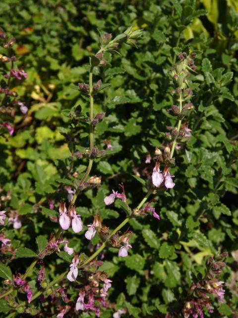 Ožanka hyrkanská (Teucrium hyrcanicum L.)