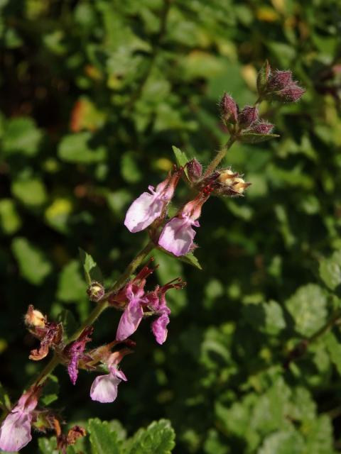 Ožanka hyrkanská (Teucrium hyrcanicum L.)