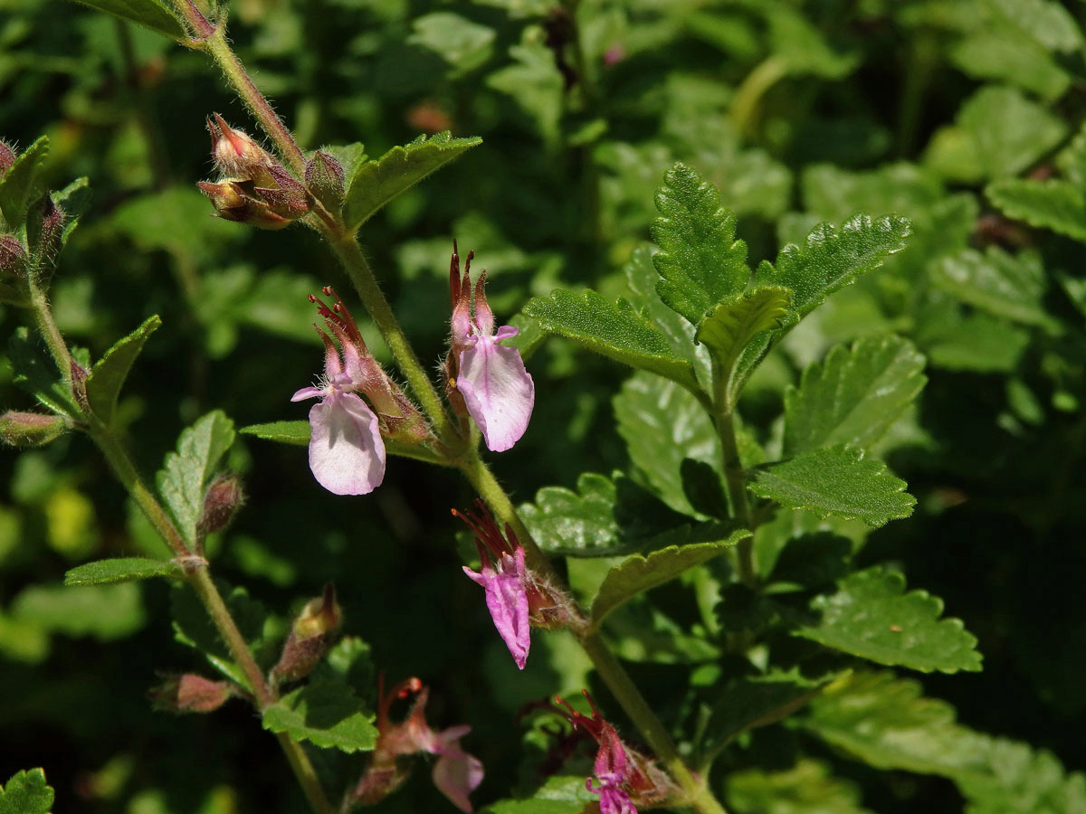 Ožanka hyrkanská (Teucrium hyrcanicum L.)