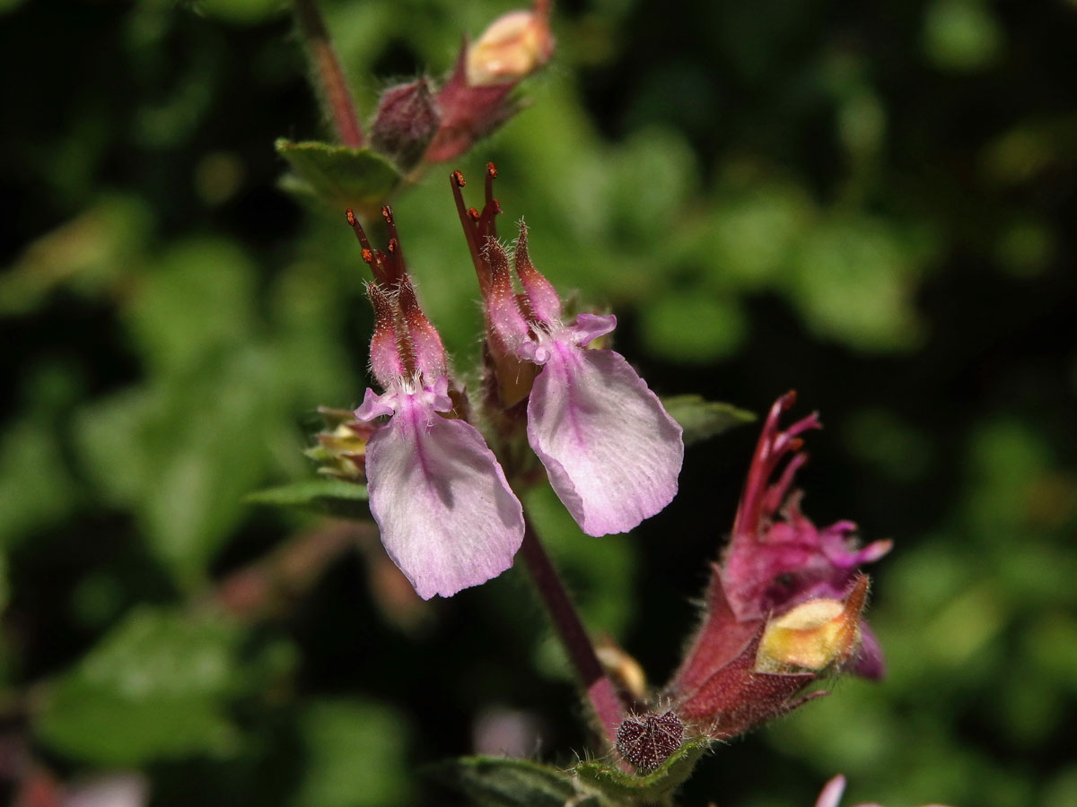 Ožanka hyrkanská (Teucrium hyrcanicum L.)