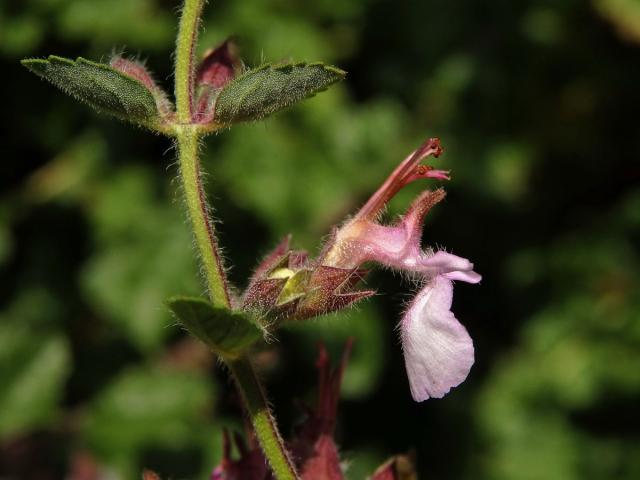 Ožanka hyrkanská (Teucrium hyrcanicum L.)