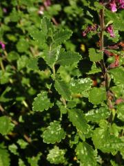 Ožanka hyrkanská (Teucrium hyrcanicum L.)