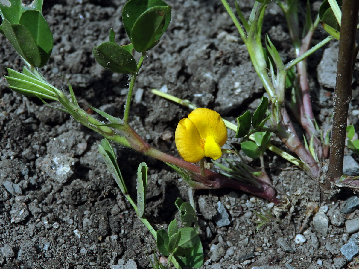 Podzemnice olejná (Arachis hypogaea L.)