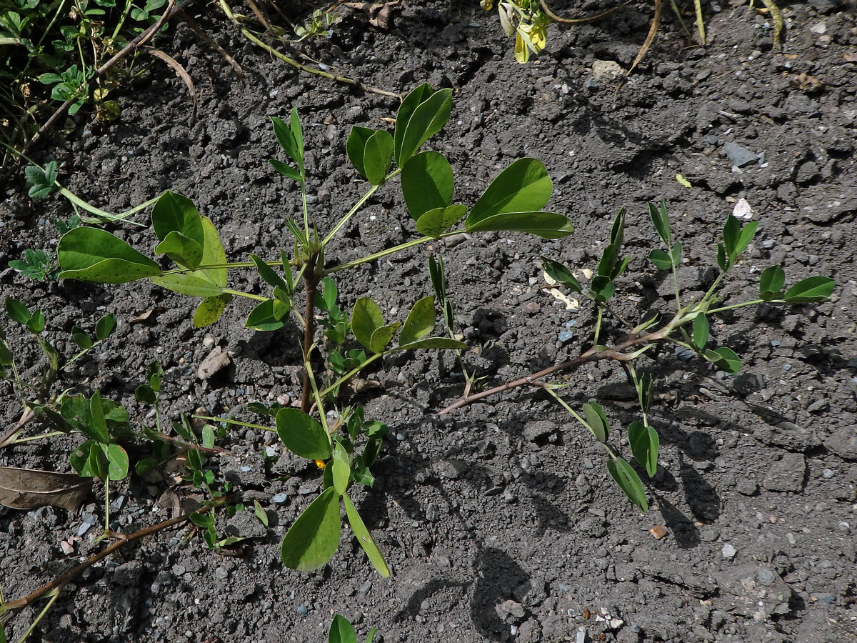 Podzemnice olejná (Arachis hypogaea L.)