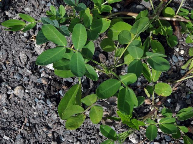 Podzemnice olejná (Arachis hypogaea L.)