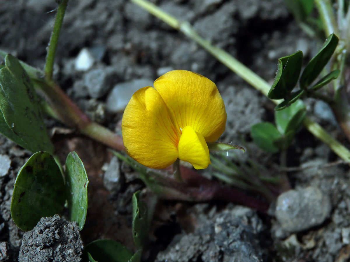 Podzemnice olejná (Arachis hypogaea L.)