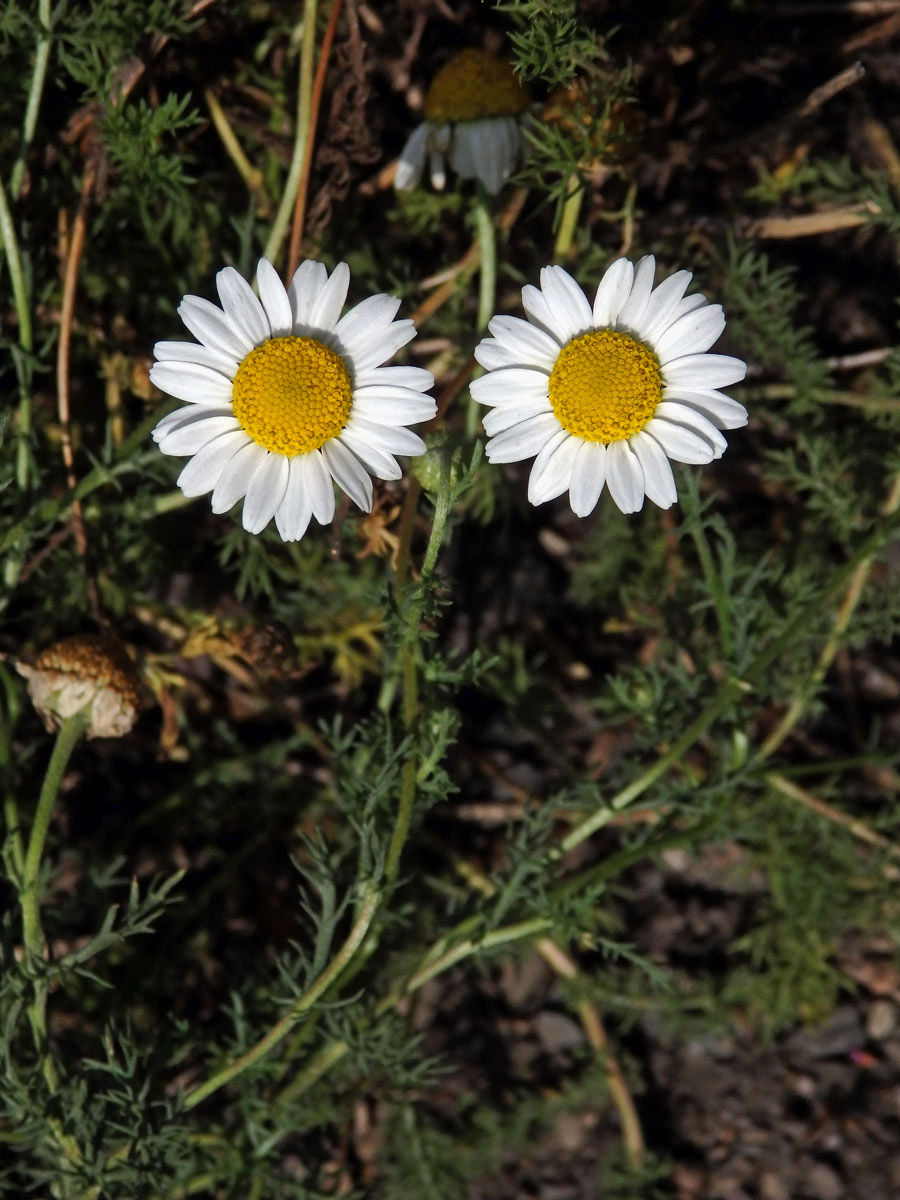 Rmenec sličný (Chamaemelum nobile (L.) All.)