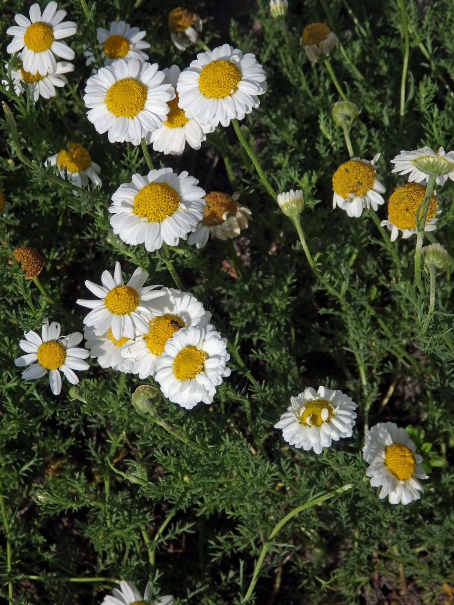 Rmenec sličný (Chamaemelum nobile (L.) All.)