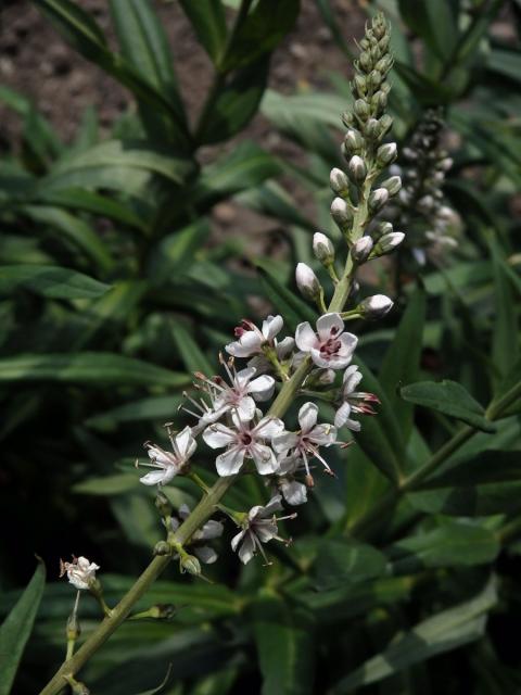 Vrbina pomíjivá (Lysimachia ephemerum L.)