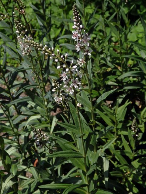 Vrbina pomíjivá (Lysimachia ephemerum L.)