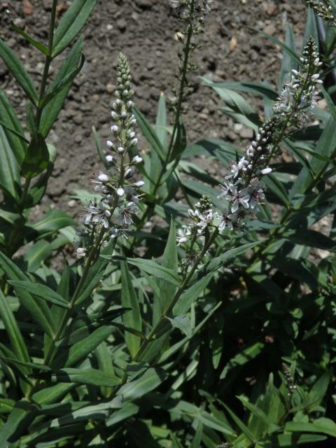 Vrbina pomíjivá (Lysimachia ephemerum L.)