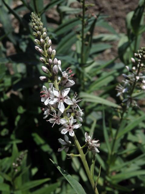 Vrbina pomíjivá (Lysimachia ephemerum L.)