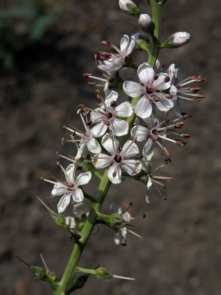 Vrbina pomíjivá (Lysimachia ephemerum L.)