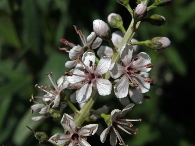 Vrbina pomíjivá (Lysimachia ephemerum L.)