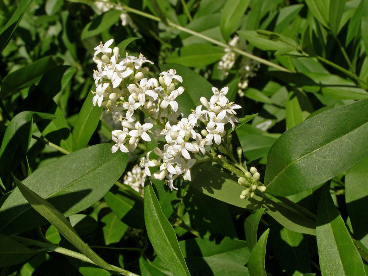 Ptačí zob obecný (Ligustrum vulgare L.)