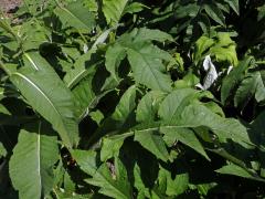 Parcha saflorovitá (Rhaponticum carthamoides (Willd.) Iljin)
