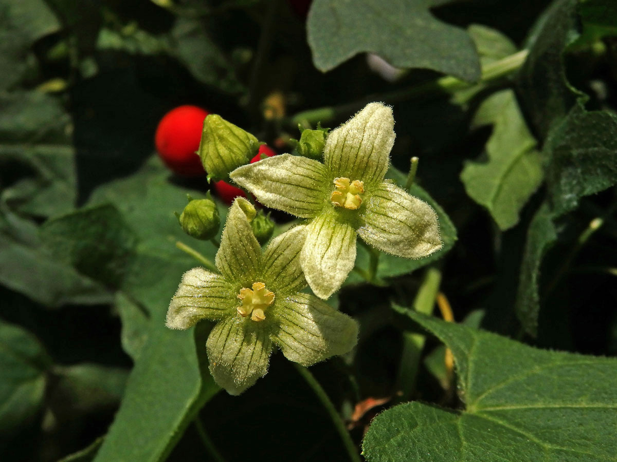 Posed dvoudomý (Bryonia dioica Jacq.) se čtyřčetným květem (1)