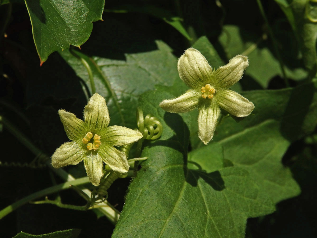 Posed dvoudomý (Bryonia dioica Jacq.) s šestičetným květem (2a)