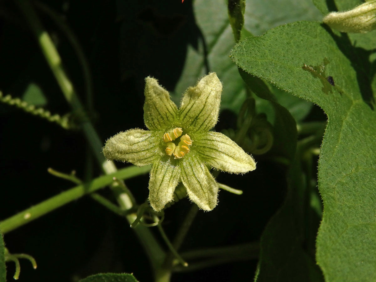 Posed dvoudomý (Bryonia dioica Jacq.) s šestičetným květem (2b)