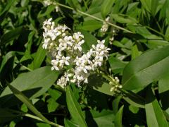 Ptačí zob obecný (Ligustrum vulgare L.)