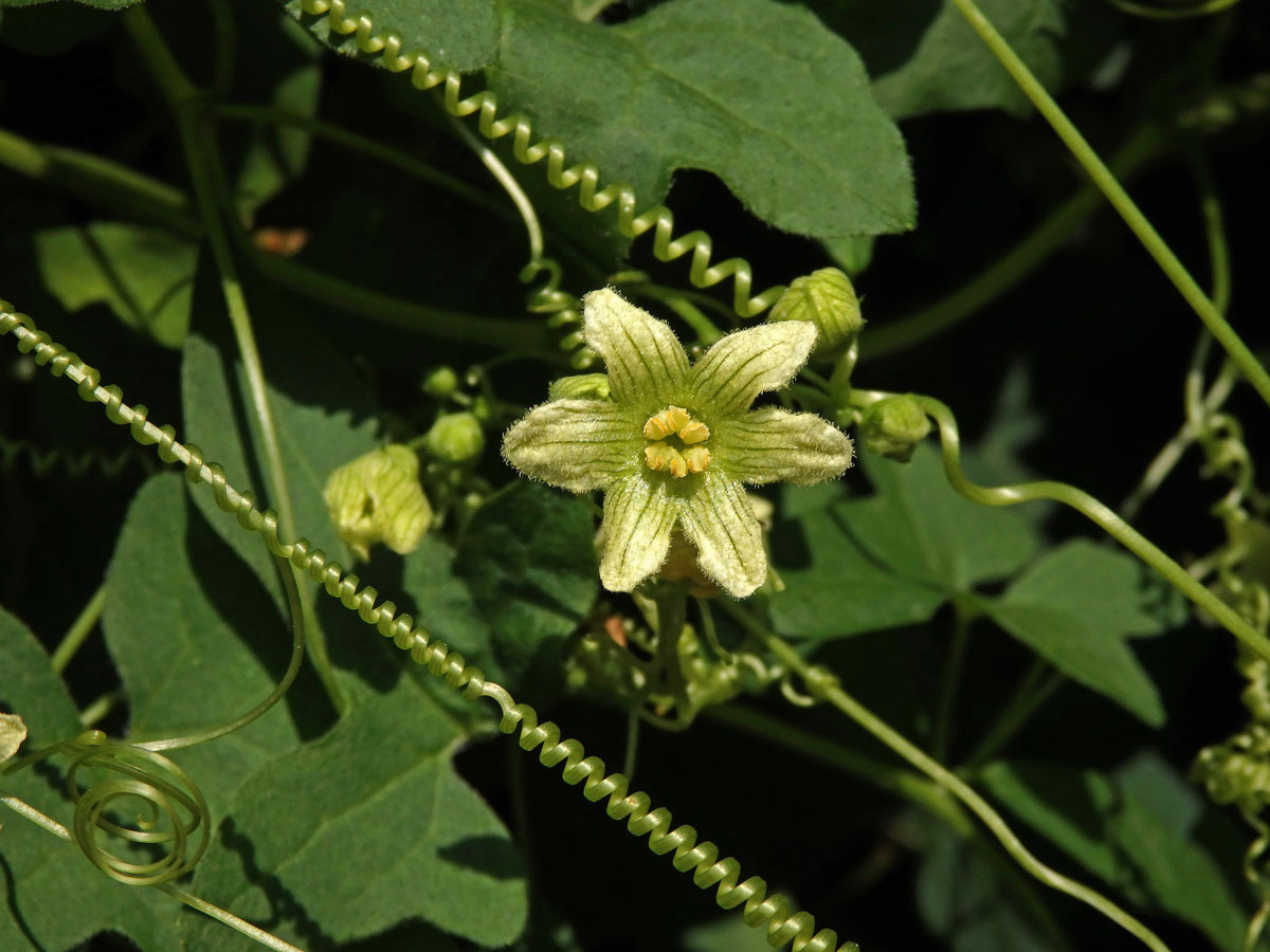 Posed dvoudomý (Bryonia dioica Jacq.) s šestičetným květem (3)