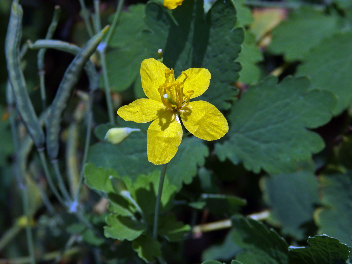 Vlaštovičník větší (Chelidonium majus L.) - pětičetný květ (2)