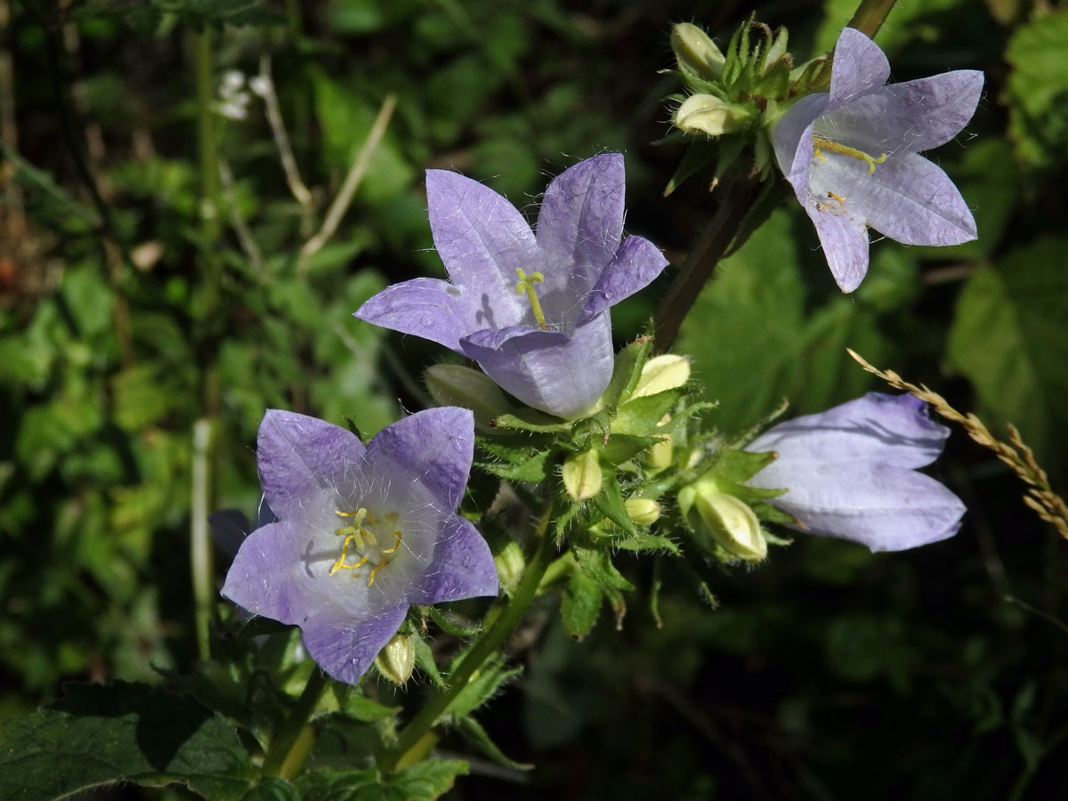 Zvonek kopřivolistý (Campanula trachelium L.) se světlými květy (1a)