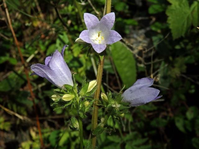 Zvonek kopřivolistý (Campanula trachelium L.) se světlými květy (1b)