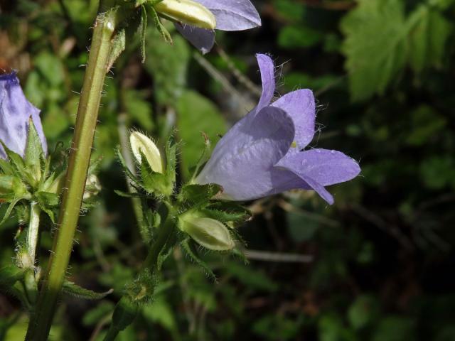 Zvonek kopřivolistý (Campanula trachelium L.) se světlými květy (1c)