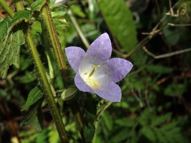 Zvonek kopřivolistý (Campanula trachelium L.) se světlými květy (1d)